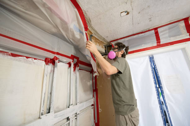 Professional Mold Removal in Montebello, CA